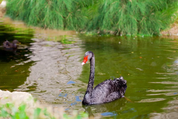 Black swan on the pond — Stock Photo, Image