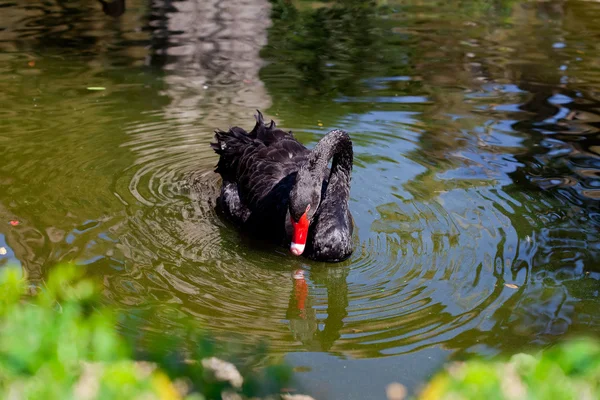 Black swan bending its neck — Stock Photo, Image