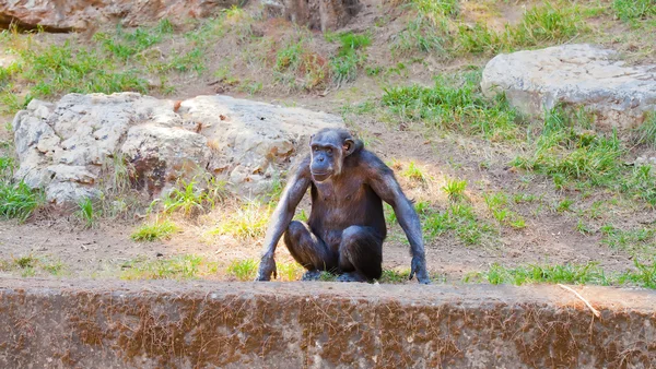 Ensam schimpans — Stockfoto