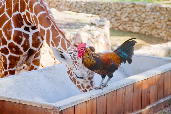 Unlikely friends — Stock Photo, Image