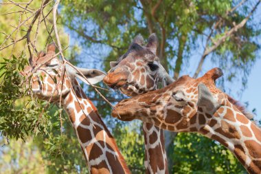 Üç zarif zürafalar