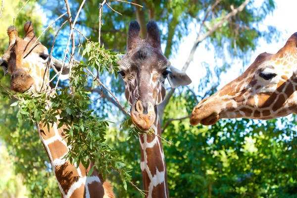 Portrait of three giraffes — Stock Photo, Image