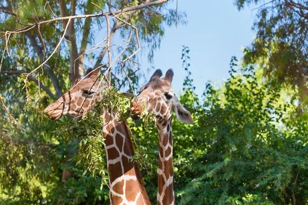 Duas girafas comendo Imagens De Bancos De Imagens