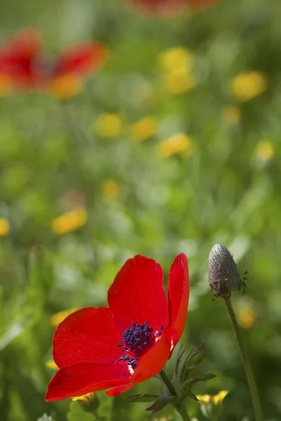 Flor de anémona leída en prado verde —  Fotos de Stock