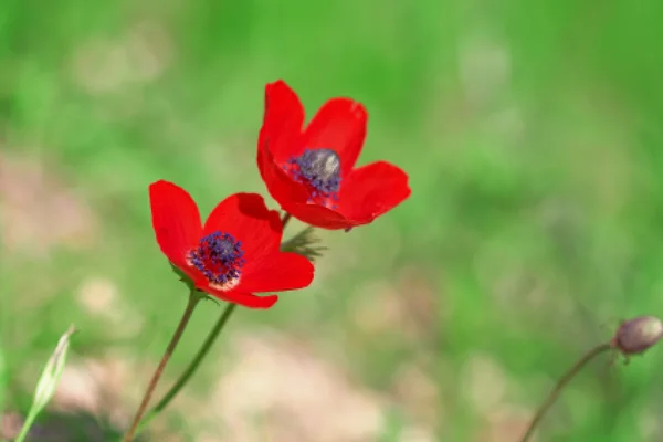 Two red ademones on green background — Stock Photo, Image