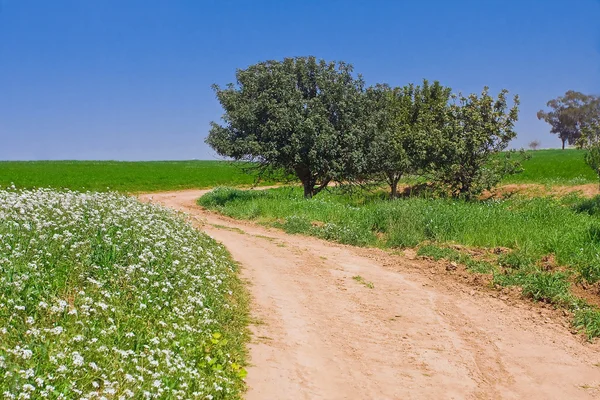 Сельская дорога в зеленом пейзаже — стоковое фото