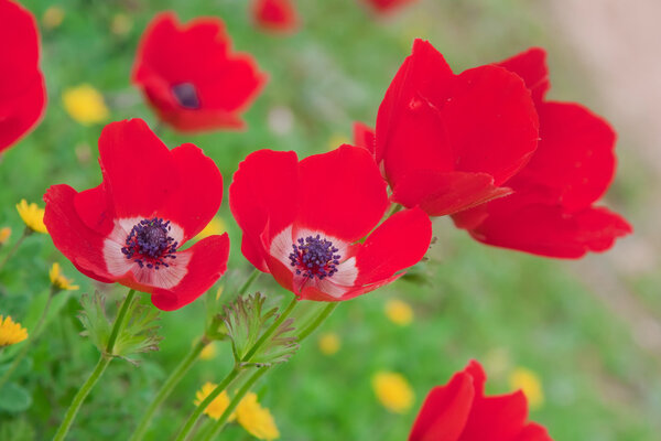 Closeup on red anemones over green