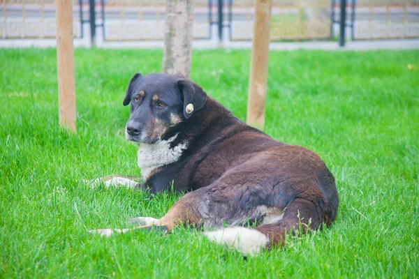 Lonely dog ob the lawn — Stock Photo, Image