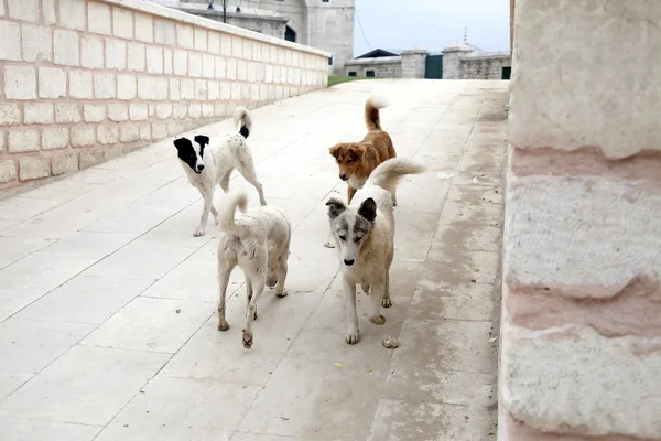 Dakloze honden in de stad — Stockfoto