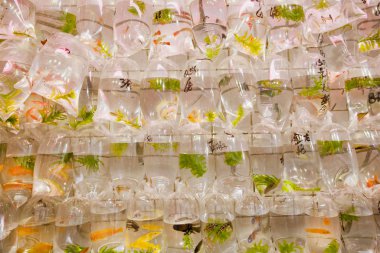 Hayvanat Bahçesi pazarında plastik torbalar kümesi içinde küçük akvaryum/süs balıkları