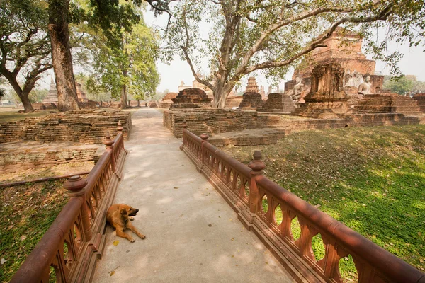 Sukhothai tarihi parkının antik kalıntıları yakınındaki bir köprüde köpek — Stok fotoğraf