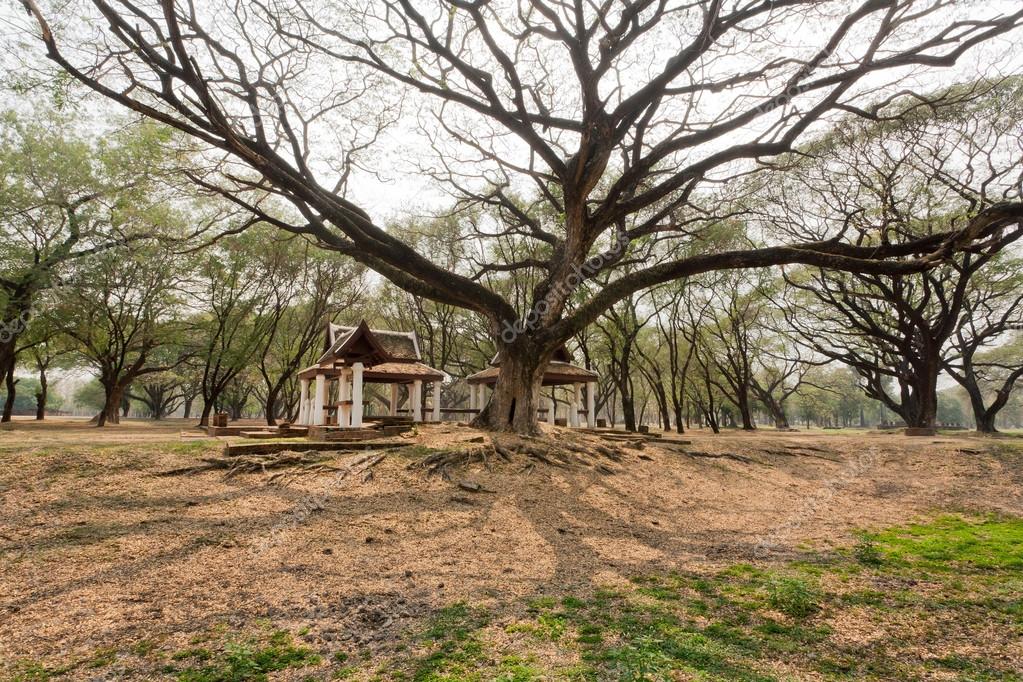 Baum Garten Schatten