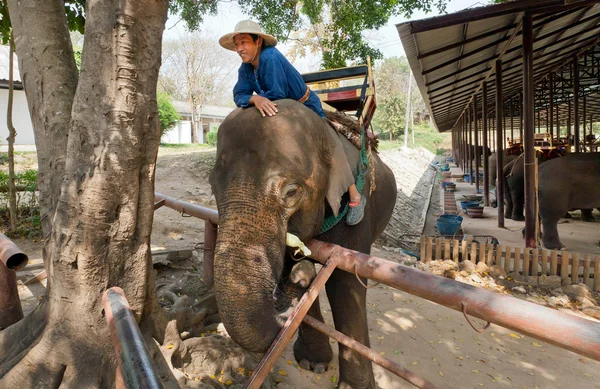 Słoń i Mahout bawić się w wiosce dla zwierząt — Zdjęcie stockowe