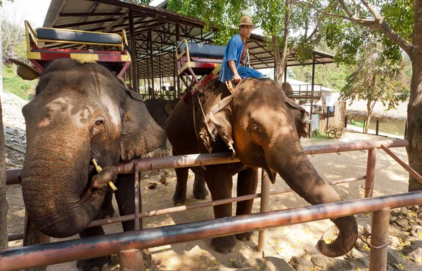 Dwa słonie jedzą owoce na terytorium dla zwierząt w Thai Elephant Conservation Center — Zdjęcie stockowe