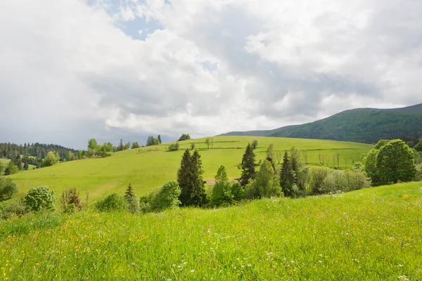 Gröna träd på berg på bred landsbygdens landskap — Stockfoto