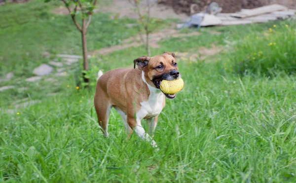 Hund mit Gummispielzeug läuft auf grünem Gras — Stockfoto