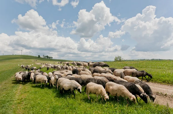 Κοπάδι από μαύρο και άσπρο πρόβατα στον χωματόδρομο πράσινο λοφώδες φάσματος. Αγροτικού τοπίου — Φωτογραφία Αρχείου