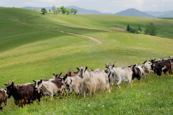 Manada de cabras pastando en el prado de verdes colinas. Paisaje natural rural — Foto de Stock