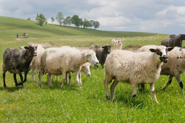 Πρόβατα τρέχουν για βοσκότοπο των λοφώδη περιοχή κοντά σε ένα αγρόκτημα του χωριού. — Φωτογραφία Αρχείου
