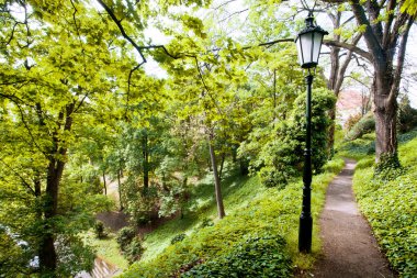 Ormanın içinden geçen yol