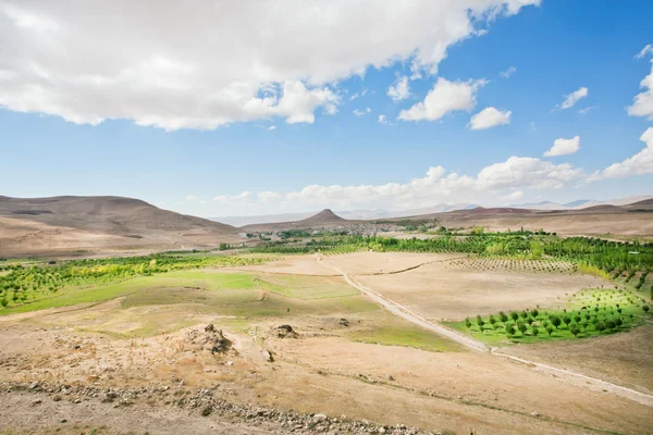 Landscape of the valley with planted trees — Stock Photo, Image