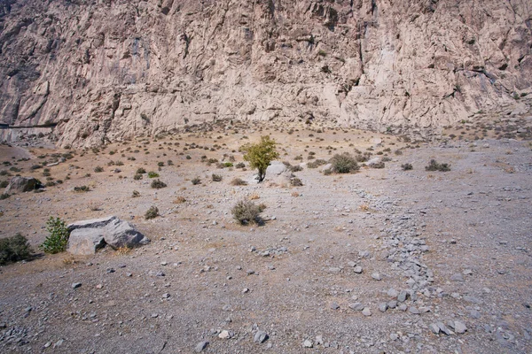 Lonely dry tree of a mountain range — Stock Photo, Image