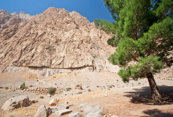 उच्च पर्वत श्रृंखला के साथ पृष्ठभूमि पर देवदार पेड़ — स्टॉक फ़ोटो, इमेज