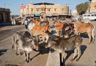 Holy indian cows stand in the group on the city street