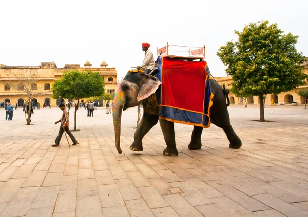 歴史ある広場で大きな象 walkibg — ストック写真