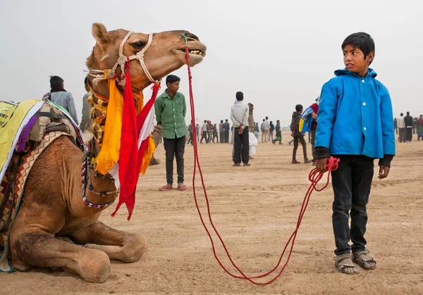 Boy holding the bridle of a large camel — Stock Photo, Image