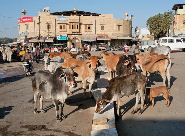 Holy indian cows stand in the group on the city street — Stockfoto