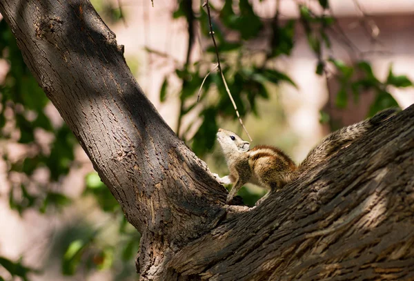 Eastern Chipmunk posed on tree — Stock Photo, Image