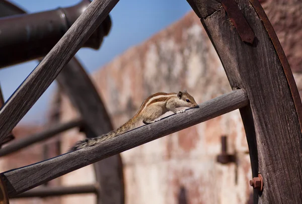 Wild chipmunk on piece of wood — Stock Photo, Image