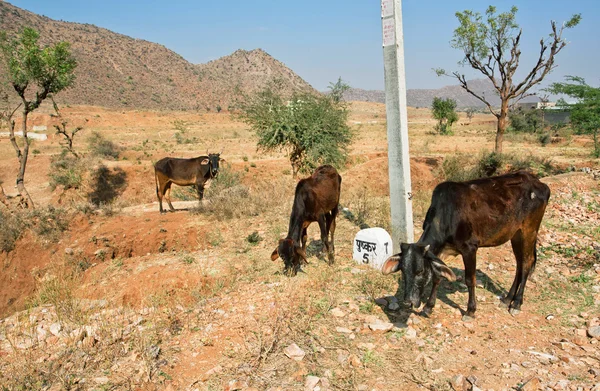 Коровы пасутся в горах рядом с дорогой в индейскую деревню — стоковое фото
