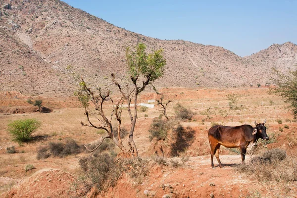 Коровы пасутся в горах возле деревни — стоковое фото