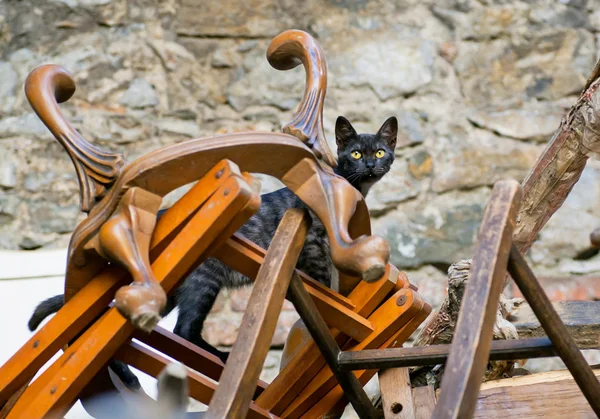 Kedi içinde bir mountaine ahşap sandalye ve antika sandalyeler