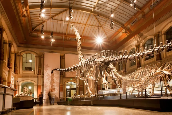 Esqueletos gigantes de Brachiosaurus e Diplodocus em Dinosaur Hall — Fotografia de Stock