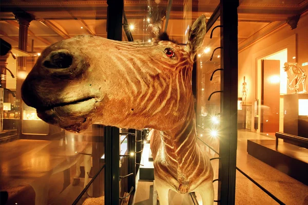 Muzzle of zebra inside hall of Naturkundemuseum — стокове фото