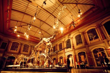 Dinozor Salonunda Brachiosaurus ve Diplodocus 'un dev iskeletleri