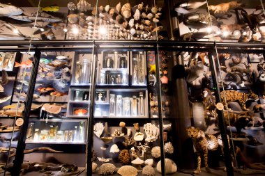 Nesli tükenmiş hayvanları ve modern inmuseum kürk Naturkunde numuneler ile yükleme
