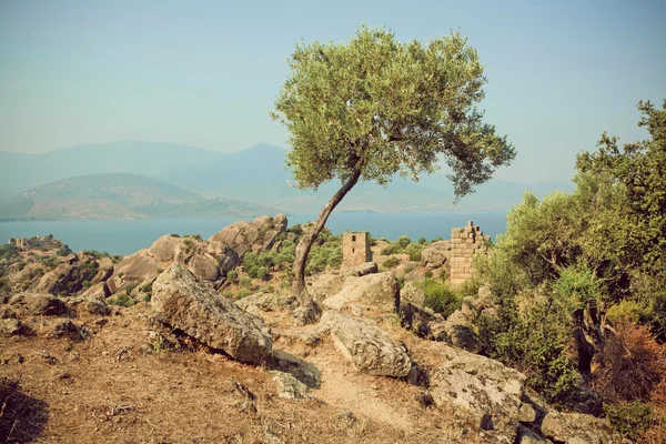 Lonely olive tree grown on hill with historical ruins of Byzantine town, Turkey — Stockfoto