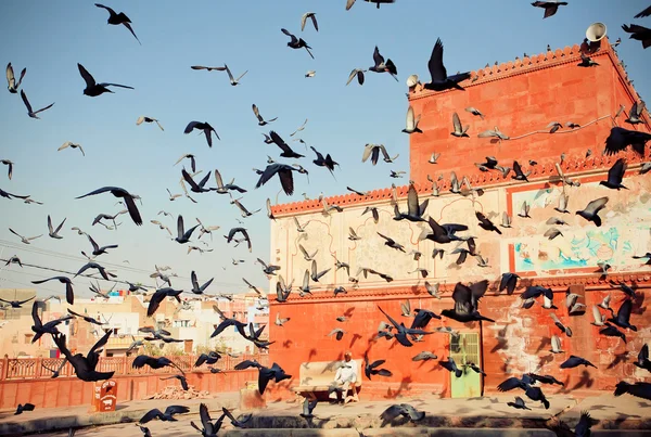 Stormo di uccelli decolla verso il cielo sullo sfondo di un antico edificio in India — Foto Stock