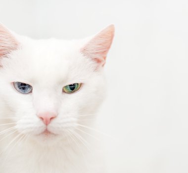 Farklı gözlerle beyaz kedi portresi.