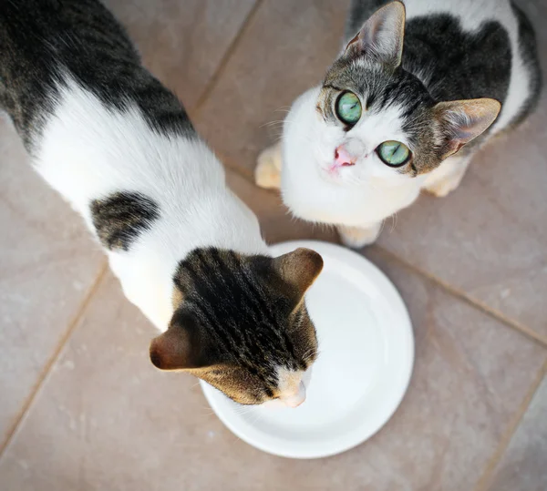 Katten vragen voor melk. Van bovenaf bekijken. — Stockfoto