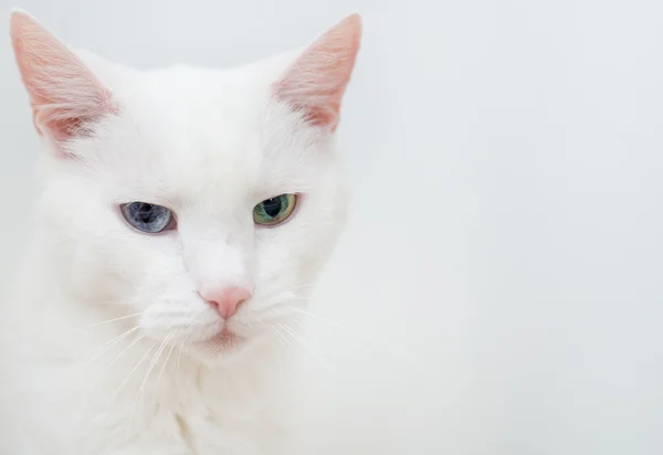 Porträt einer weißen Katze mit anderen Augen. — Stockfoto