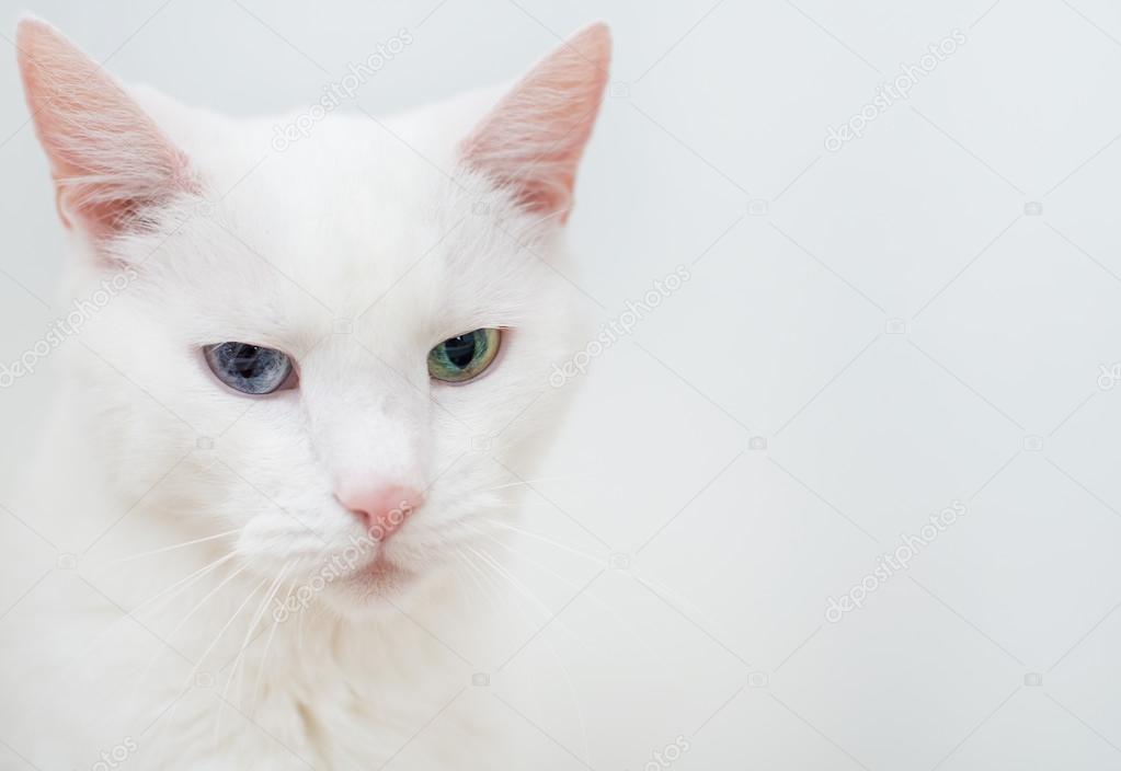 Portrait of white cat with different eyes.