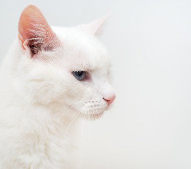 Farklı gözlerle beyaz kedi portresi