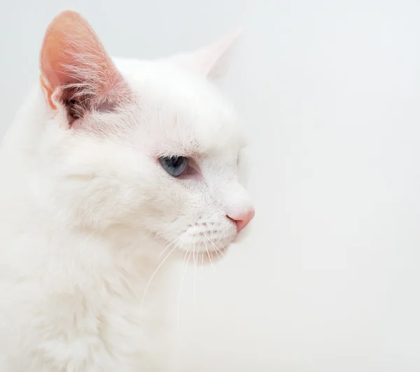 Porträt einer weißen Katze mit anderen Augen — Stockfoto