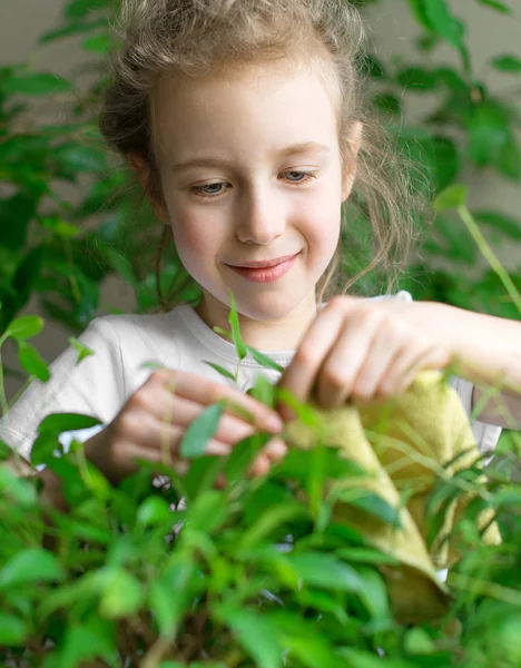 Niña limpia el polvo de las hojas de la flor . — Foto de Stock