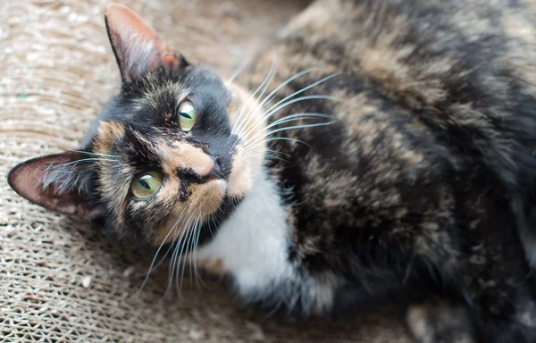 Chat se reposant à la maison. — Photo